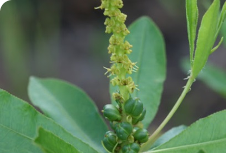 Lymphoria · Producto e ingredientes