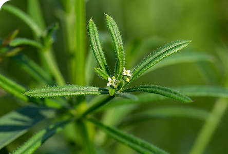 Lymphoria · Producto e ingredientes