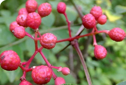 Lymphoria · Producto e ingredientes