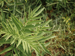 Amor de hortelano (Galium aparine)