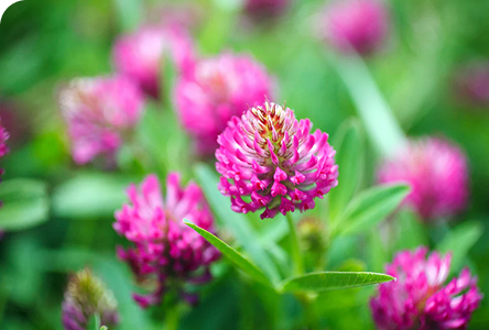 Lymphoria · Producto e ingredientes